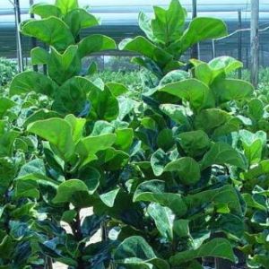 Little Fiddle Ficus Lyrata